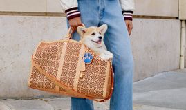 Pharrell Williams and Louis Vuitton launch luxury dog collection